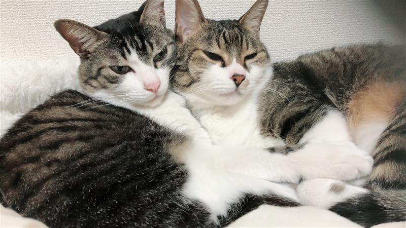 2匹の猫
